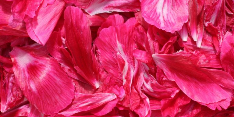 Elmatador Background Image-8