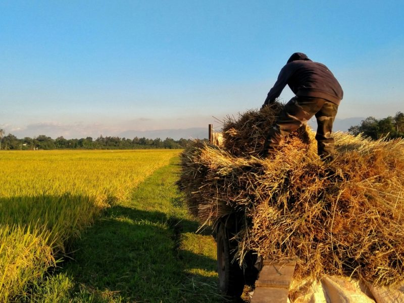 Elmatador Background Image-9
